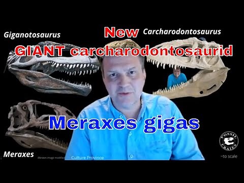 Meraxes gigas: One of the Largest Carnivorous Land Animals that Ever Lived!