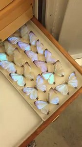Structural color in action! Senior collections manager Norm Penny demos the stunning iridescence of the rare Morpho sulkowskyi butterfly. Though these particular butterflies were collected many years ago (and later donated to Academy), they and the rest of our scientific collections help scientists understand how to better protect Earth's species today. | California Academy of Sciences