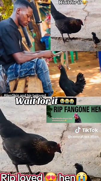 @AlienSkin ug #alienskinug #plizzz_viral_video #fyppppppppppppppppppppppppppppp #1millonaudition #viril_video #fypeeeeeeeeeeeeeee #trendingvideo #hen #chicken #rip #sad #sadvibes #sadstory #sadnews #1millonaudition #plizzz_viral_video🙏🙏🙏foryeu #kadamasaudia #kampala_tiktokers #kadamasaudia🇸🇦