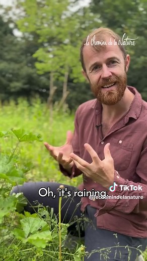 Les vertus de la mauve : une plante aux multiples bienfaits !