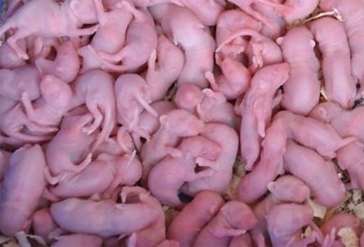 8 Animals Eaten Alive in China – Graphic Content – China Underground