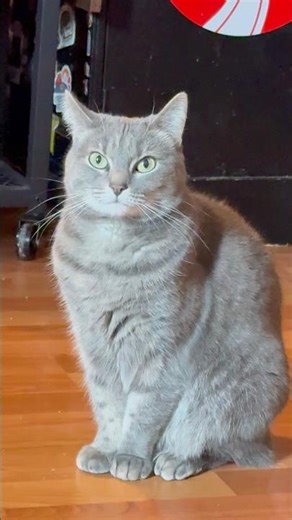 Funny, Adorable & Heartwarming Cat Clips = Super Cute Cat Antics Compilation 😺 #catsofyoutube #cats