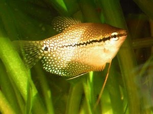 My Pearl Gourami / Mosaikfadenfische [1/1]