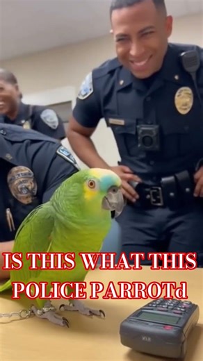 IS THIS WHAT THIS POLICE PARROT#youtub#shortvideo#foryou#trending
