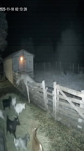 A shocking CCTV footage from a goat farm shows a mysterious creature attacking goats at night! The entire scene was captured in 4K detail. Watch till the end — the truth behind this terrifying night may surprise you! mysterious creature, goat farm attack, cctv footage, night vision video, 4k cctv, real attack caught on camera, scary footage, viral video, farm mystery, goat attack, real creature, ghost caught on camera, paranormal footage, real life mystery, horror reel, creepy farm, dark night a