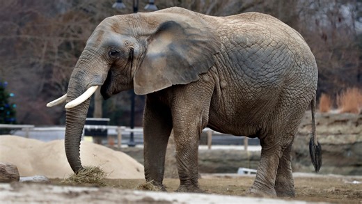 Brittany, Milwaukee County Zoo elephant, dies at 45