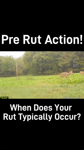 2.2K views · 23 reactions | Seeing any Pre-Rut Action? #deer #deerhunting #rut2025 | KOAM Outdoors LLC | Facebook