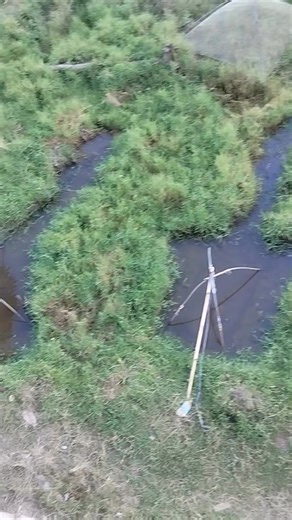 Good afternoon mayam | Momo Momo