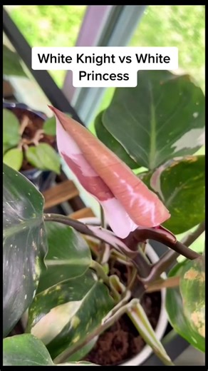 Pink Leaves: Philodendron White Knight vs. White Princess Comparison