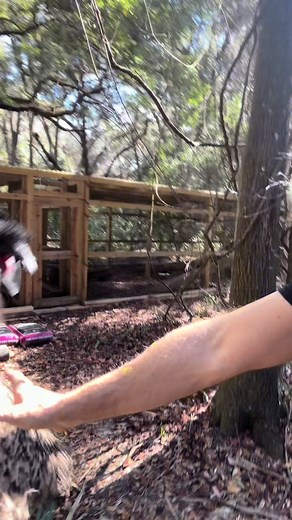 Understanding Emu Behavior and Powerful Kicks