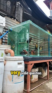 114K views · 1.6K reactions | Advantage at disadvantage ng overflow filtration #fishkeepinghobby #aquariumhobby #fishkeepingtips #filtrationsystem | Bits n' Fishes | Facebook