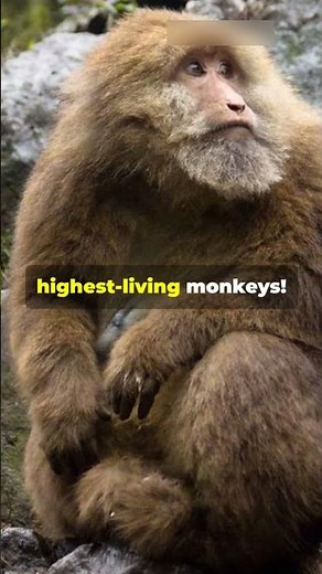 High-Altitude Monkeys: Tibetan Macaque Facts You Won’t Believe!