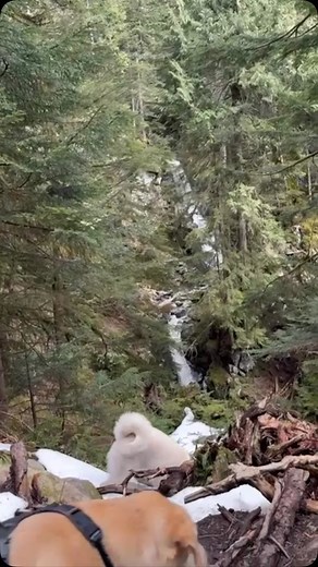 Some Saturday fun. | Indiana Bones Dog-Hiking