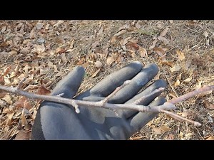 Why focus on apple tree flower buds in May and June? #AppleTree #GovernmentDominance #FlowerBuds ...