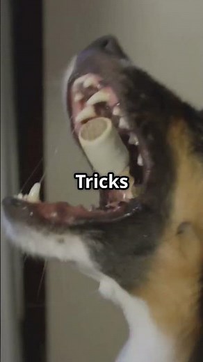 Unglaubliche Fakten über den Australian Shepherd! 🦴