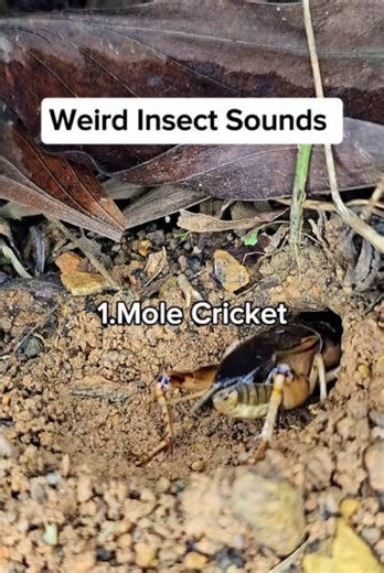 Discovering Unique Insect Sounds in Nature