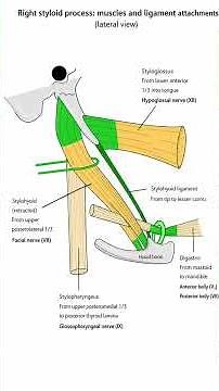 styloid process anatomy high yield usmle step 1 neck muscles review eagle syndrome glossopharyngeal