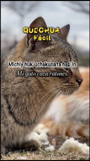 Aprende mas palabras en quechua, #quechua #quechuafacil #runasimi #cusco #hablaquechua