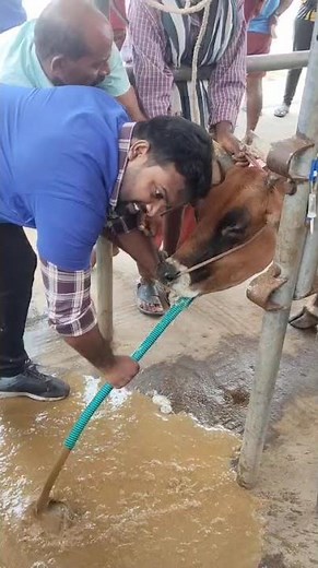 Stomach tube intubation in cattle #indigestion / acidosis &bloat # Thanks to Dr. Dinesh Babu sir