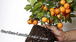 Plantas: Kumquat Fortunella Margarita - Cultivo E Cuidado | 2025