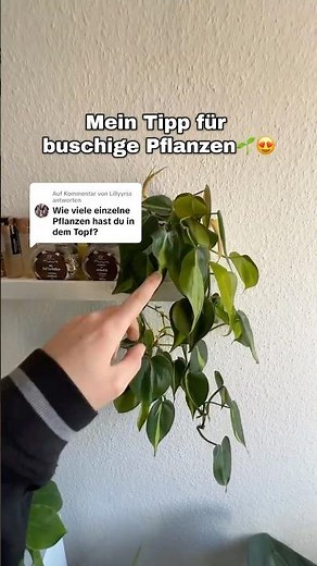 This will make your plant bushier 😂 #plants #plantingtips #houseplants #philodendron