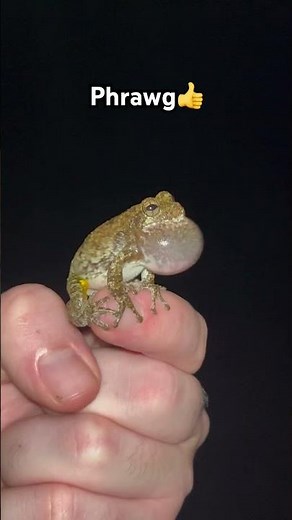Cope’s Gray Treefrog call #frog #frogs #frogcore #treefrog #wildlife #nature