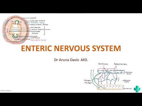 ENTERIC NERVOUS SYSTEM