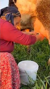 Morning Vibes #morningvibes #morning #yt #village