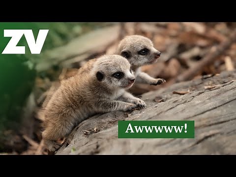 Cuteness Alert! Five minutes of Meerkat pups being adorable