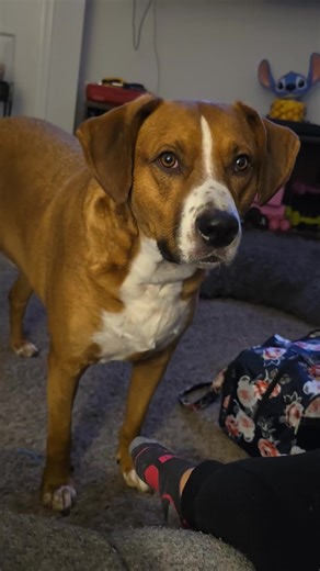 His such a cute buddy. He did indeed have to go outside. #dogsoftiktok