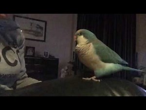 Talking Quaker Parrot Spud