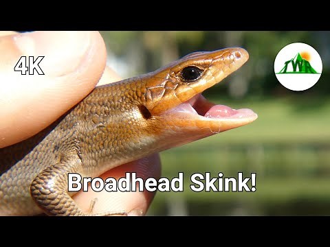 The Largest Skink In The Southeast: The Broadhead Skink! (4K)