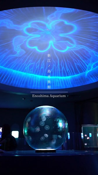 海でクラゲ見た時は恐怖でしかないけど、水族館で見るクラゲは可愛らしさと魅力が詰め込まれてる。#江ノ島 #鎌倉 #新江ノ島水族館