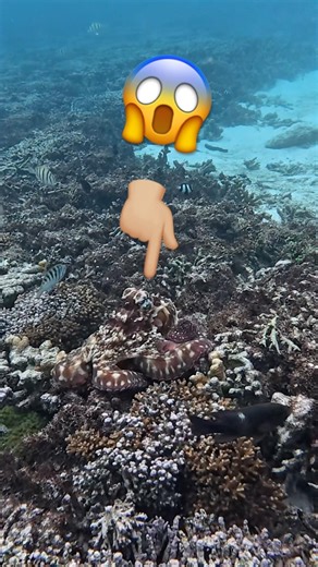 😳 It vanished like a GHOST 👻 Right In Front of Me 🐙