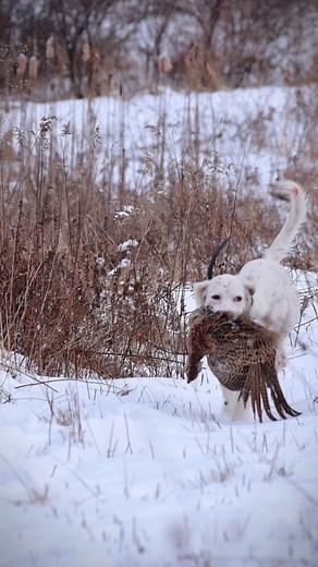 Addicted to this lifestyle #birddogusa #phesantseason #pennsylvania #hardcoretraining | Lion Country Supply