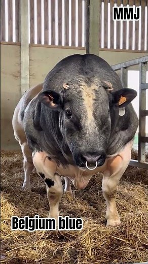 Belgian Blue Bull 🐂 | The King of Muscles 💪🔥#belgianblue #belgianbeer #farmlife #cow #fattening