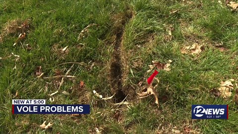 Rodent commonly found in Kansas causing damage to lawns