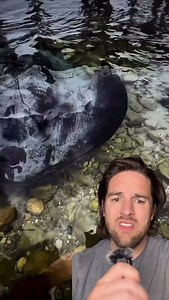238K views · 1.9K reactions | Scientist, find the stingray that killed Steve Irwin #stingray #steveirwin #mantaray #fyp #foryou | Scott Whitehead | Facebook