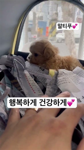 말티푸 잘가💘💘#강아지분양 #강아지 #서울강아지분양 #대구강아지분양 #반려견 #마이펫대구점 #마이펫대구점 #인천강아지분양 #말티푸분양 #미니말티푸 #말티푸브이로그
