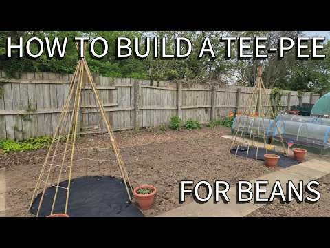 BUILDING A BEAN TEE-PEE ON THE ALLOTMENT