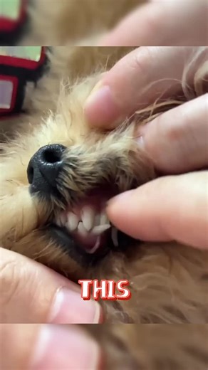 🐕 🦷 the gentle way to remove the puppy 🦷🦷 tooth look how it easy #dog#dogtok#dogmom#rescue #tooth