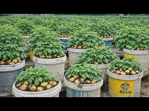 Grow Potatoes All Year Round in Plastic Containers – No Garden Needed!