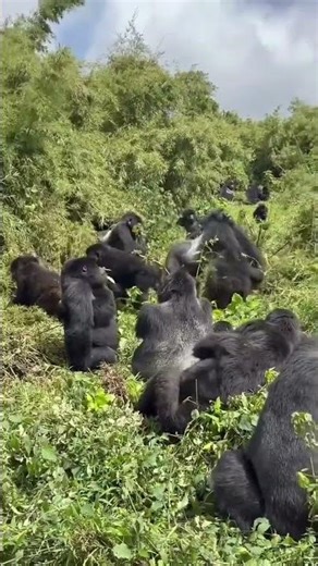 What happens At Gorilla Fights #gorillatrekking #ugandasafari #visitrwanda