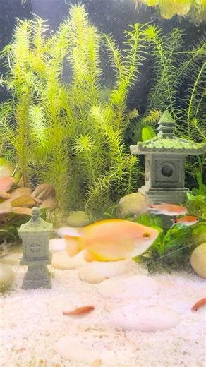 I built a zen-inspired nano tank! #aquarium #tropicalfish #fishtank