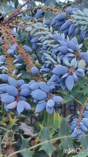 🐦This Blue Berry Plant Looks Unreal | Oregon Grape Secrets #oregon #shorts #mahonia #nature #plan
