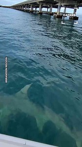Hammerhead shark surprises fisherman in Florida Keys