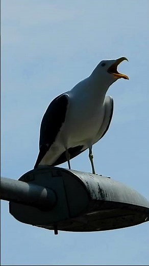 Seagull screaming loudly, seagull sounds [part 1]