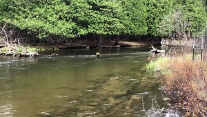 Out doing the Manistee bug survey…. Had to share this beautiful stretch of river❤️ | Upper Manistee River Assoc