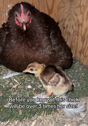 Bantam Chicken Raises Peacock Baby as Own