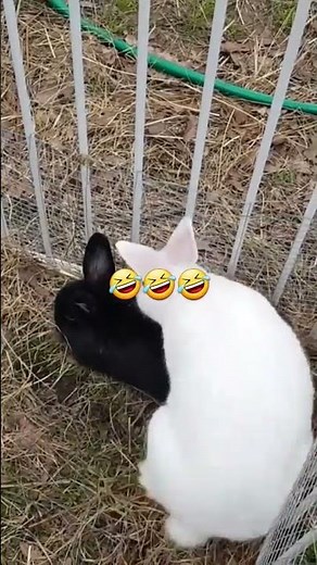 Rabbits Breeding: The Fall Off